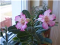 adenium